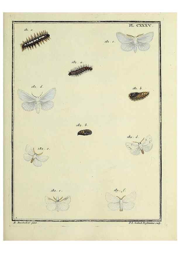 Reproducción/Reproduction 35862740535: Papillons d'Europe, peints d'après nature /. A Paris :Chez P.M. Delaguette, imprimeur-libraire ... ;1779-1792 [i.e. 1793]