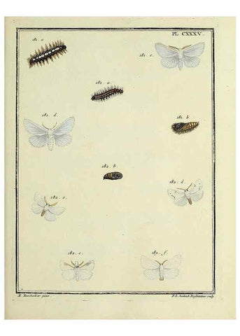 Reproducción/Reproduction 35862740535: Papillons d'Europe, peints d'après nature /. A Paris :Chez P.M. Delaguette, imprimeur-libraire ... ;1779-1792 [i.e. 1793]