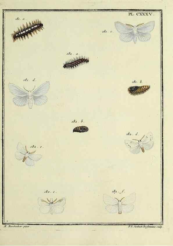 Reproducción/Reproduction 35862740535: Papillons d'Europe, peints d'après nature /. A Paris :Chez P.M. Delaguette, imprimeur-libraire ... ;1779-1792 [i.e. 1793]
