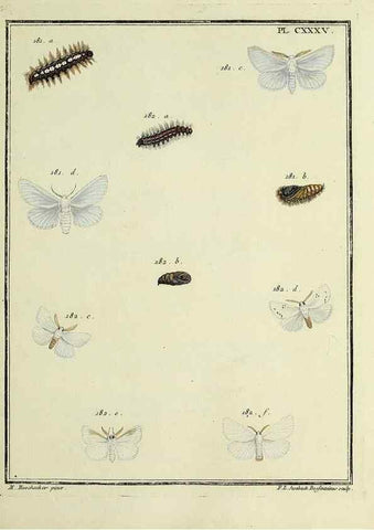 Reproducción/Reproduction 35862740535: Papillons d'Europe, peints d'après nature /. A Paris :Chez P.M. Delaguette, imprimeur-libraire ... ;1779-1792 [i.e. 1793]