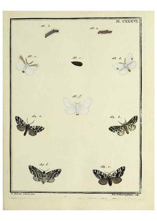 Reproducción/Reproduction 35862742295: Papillons d'Europe, peints d'après nature /. A Paris :Chez P.M. Delaguette, imprimeur-libraire ... ;1779-1792 [i.e. 1793]