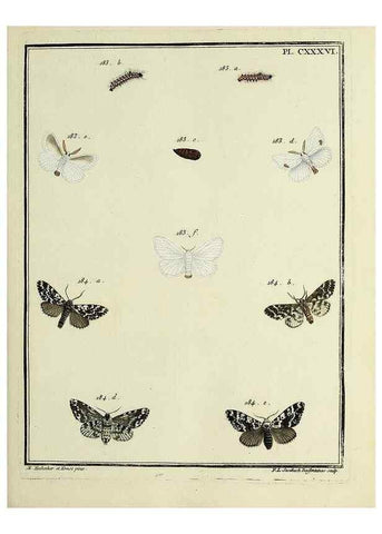 Reproducción/Reproduction 35862742295: Papillons d'Europe, peints d'après nature /. A Paris :Chez P.M. Delaguette, imprimeur-libraire ... ;1779-1792 [i.e. 1793]