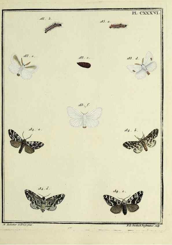 Reproducción/Reproduction 35862742295: Papillons d'Europe, peints d'après nature /. A Paris :Chez P.M. Delaguette, imprimeur-libraire ... ;1779-1792 [i.e. 1793]