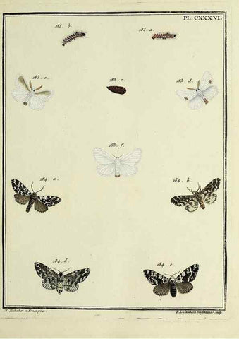 Reproducción/Reproduction 35862742295: Papillons d'Europe, peints d'après nature /. A Paris :Chez P.M. Delaguette, imprimeur-libraire ... ;1779-1792 [i.e. 1793]