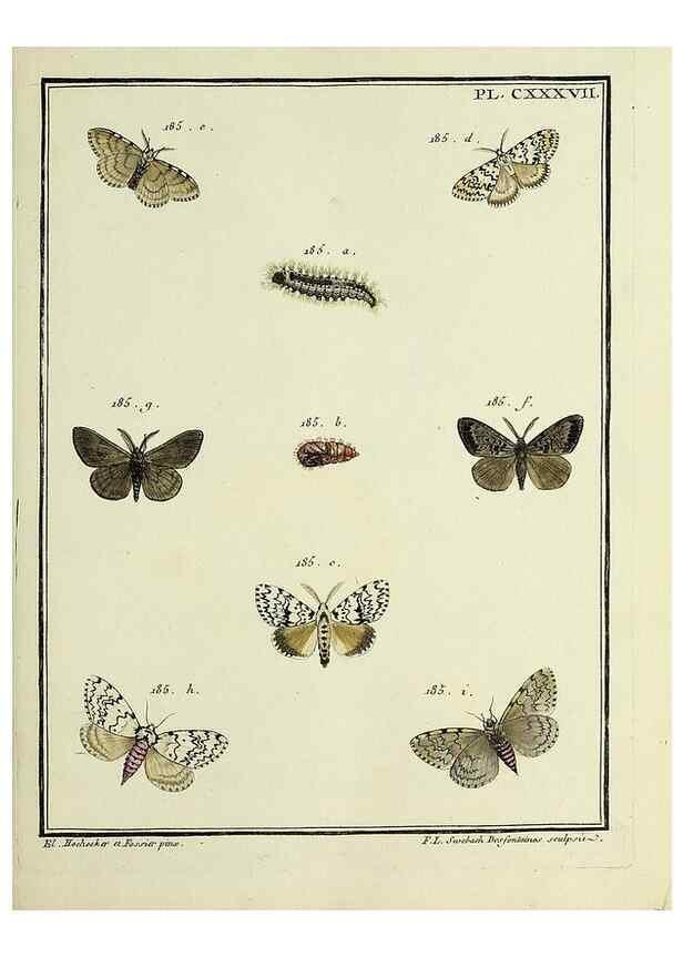 Reproducción/Reproduction 35862744195: Papillons d'Europe, peints d'après nature /. A Paris :Chez P.M. Delaguette, imprimeur-libraire ... ;1779-1792 [i.e. 1793]