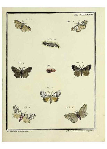 Reproducción/Reproduction 35862744195: Papillons d'Europe, peints d'après nature /. A Paris :Chez P.M. Delaguette, imprimeur-libraire ... ;1779-1792 [i.e. 1793]