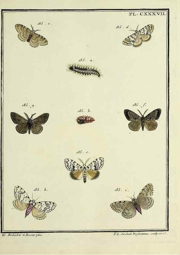 Reproducción/Reproduction 35862744195: Papillons d'Europe, peints d'après nature /. A Paris :Chez P.M. Delaguette, imprimeur-libraire ... ;1779-1792 [i.e. 1793]