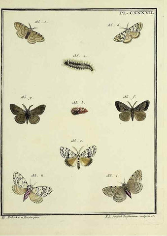 Reproducción/Reproduction 35862744195: Papillons d'Europe, peints d'après nature /. A Paris :Chez P.M. Delaguette, imprimeur-libraire ... ;1779-1792 [i.e. 1793]