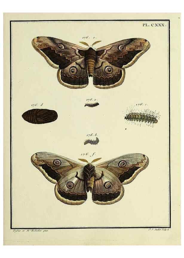 Reproducción/Reproduction 35474980440: Papillons d'Europe, peints d'après nature /. A Paris :Chez P.M. Delaguette, imprimeur-libraire ... ;1779-1792 [i.e. 1793]