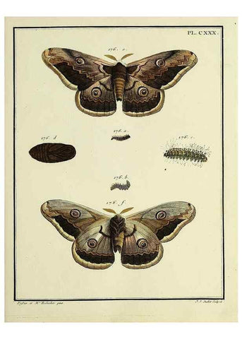 Reproducción/Reproduction 35474980440: Papillons d'Europe, peints d'après nature /. A Paris :Chez P.M. Delaguette, imprimeur-libraire ... ;1779-1792 [i.e. 1793]
