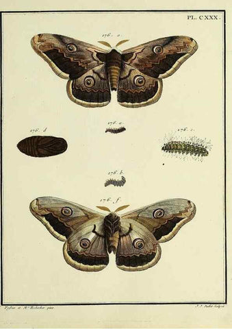 Reproducción/Reproduction 35474980440: Papillons d'Europe, peints d'après nature /. A Paris :Chez P.M. Delaguette, imprimeur-libraire ... ;1779-1792 [i.e. 1793]
