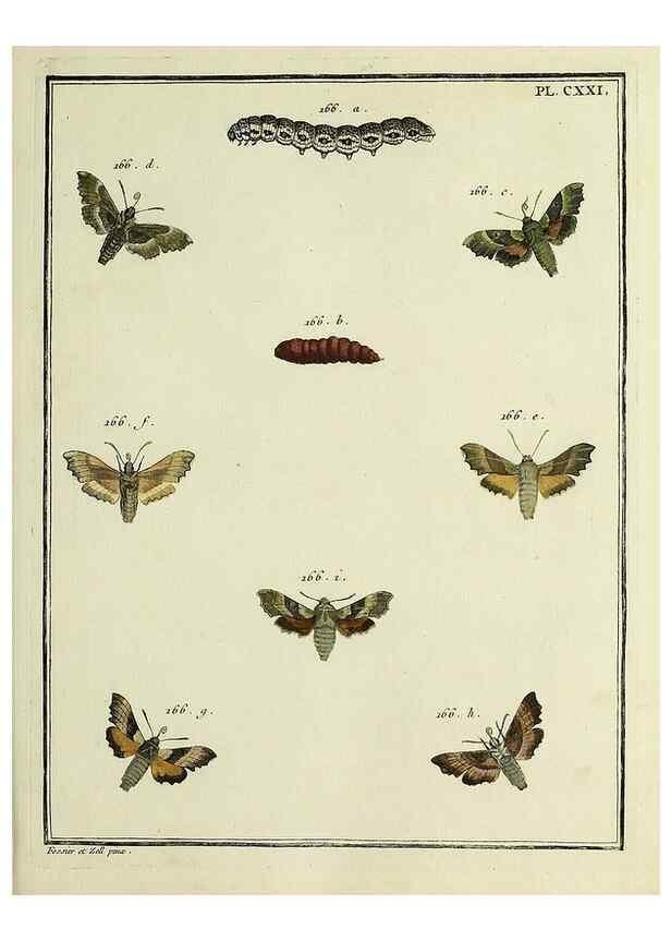 Reproducción/Reproduction 35730956231: Papillons d'Europe, peints d'après nature /. A Paris :Chez P.M. Delaguette, imprimeur-libraire ... ;1779-1792 [i.e. 1793]