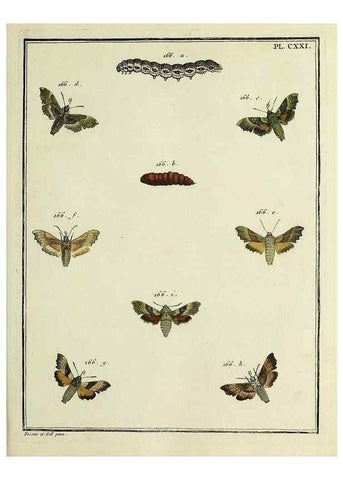 Reproducción/Reproduction 35730956231: Papillons d'Europe, peints d'après nature /. A Paris :Chez P.M. Delaguette, imprimeur-libraire ... ;1779-1792 [i.e. 1793]