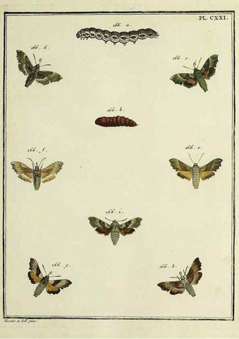 Reproducción/Reproduction 35730956231: Papillons d'Europe, peints d'après nature /. A Paris :Chez P.M. Delaguette, imprimeur-libraire ... ;1779-1792 [i.e. 1793]