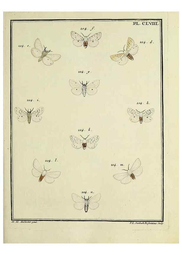 Reproducción/Reproduction 35022966144: Papillons d'Europe, peints d'après nature /. A Paris :Chez P.M. Delaguette, imprimeur-libraire ... ;1779-1792 [i.e. 1793]
