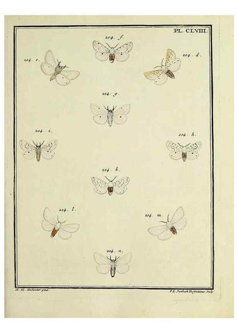 Reproducción/Reproduction 35022966144: Papillons d'Europe, peints d'après nature /. A Paris :Chez P.M. Delaguette, imprimeur-libraire ... ;1779-1792 [i.e. 1793]