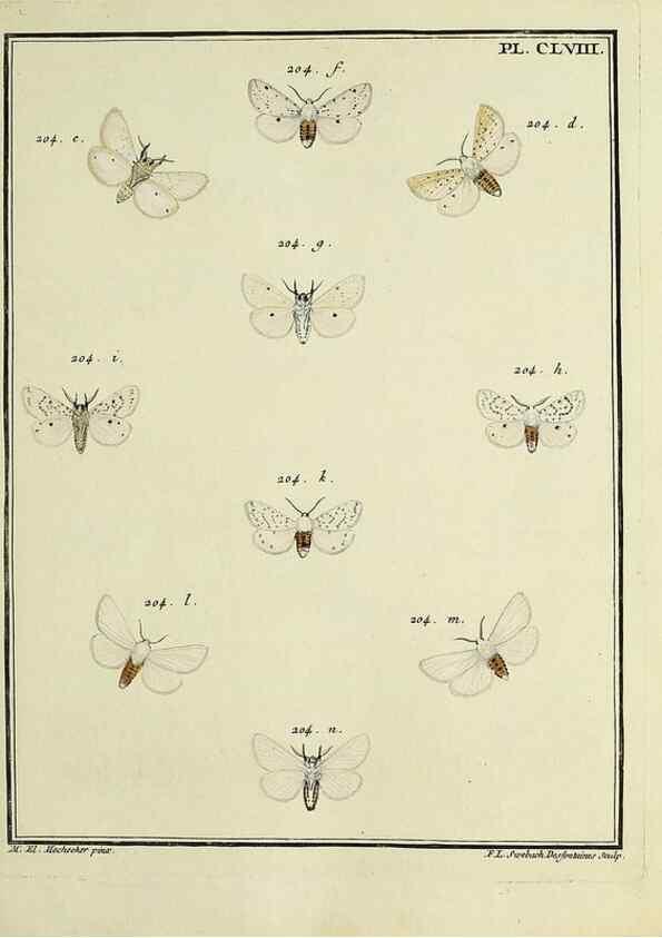 Reproducción/Reproduction 35022966144: Papillons d'Europe, peints d'après nature /. A Paris :Chez P.M. Delaguette, imprimeur-libraire ... ;1779-1792 [i.e. 1793]