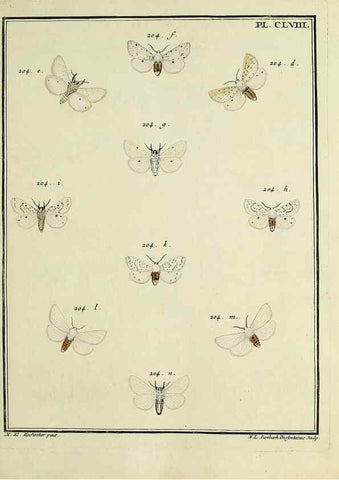 Reproducción/Reproduction 35022966144: Papillons d'Europe, peints d'après nature /. A Paris :Chez P.M. Delaguette, imprimeur-libraire ... ;1779-1792 [i.e. 1793]