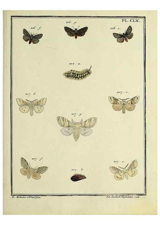 Reproducción/Reproduction 35862792485: Papillons d'Europe, peints d'après nature /. A Paris :Chez P.M. Delaguette, imprimeur-libraire ... ;1779-1792 [i.e. 1793]