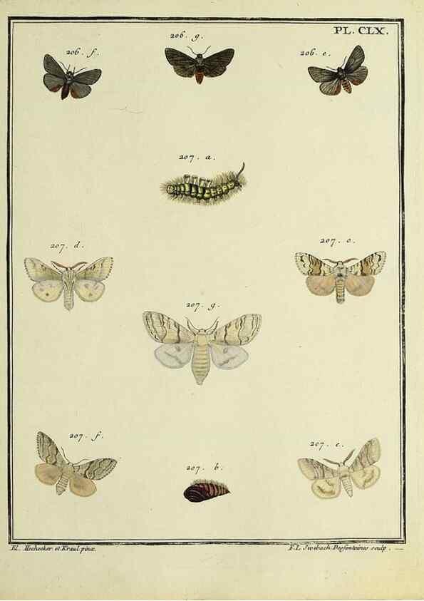 Reproducción/Reproduction 35862792485: Papillons d'Europe, peints d'après nature /. A Paris :Chez P.M. Delaguette, imprimeur-libraire ... ;1779-1792 [i.e. 1793]