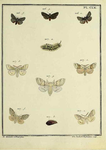 Reproducción/Reproduction 35862792485: Papillons d'Europe, peints d'après nature /. A Paris :Chez P.M. Delaguette, imprimeur-libraire ... ;1779-1792 [i.e. 1793]