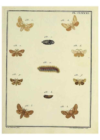 Reproducción/Reproduction 35822138546: Papillons d'Europe, peints d'après nature /. A Paris :Chez P.M. Delaguette, imprimeur-libraire ... ;1779-1792 [i.e. 1793]