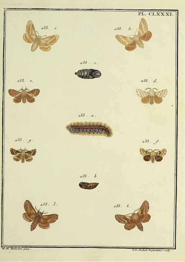 Reproducción/Reproduction 35822138546: Papillons d'Europe, peints d'après nature /. A Paris :Chez P.M. Delaguette, imprimeur-libraire ... ;1779-1792 [i.e. 1793]