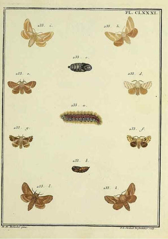 Reproducción/Reproduction 35822138546: Papillons d'Europe, peints d'après nature /. A Paris :Chez P.M. Delaguette, imprimeur-libraire ... ;1779-1792 [i.e. 1793]