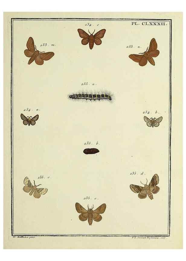 Reproducción/Reproduction 35053526673: Papillons d'Europe, peints d'après nature /. A Paris :Chez P.M. Delaguette, imprimeur-libraire ... ;1779-1792 [i.e. 1793]