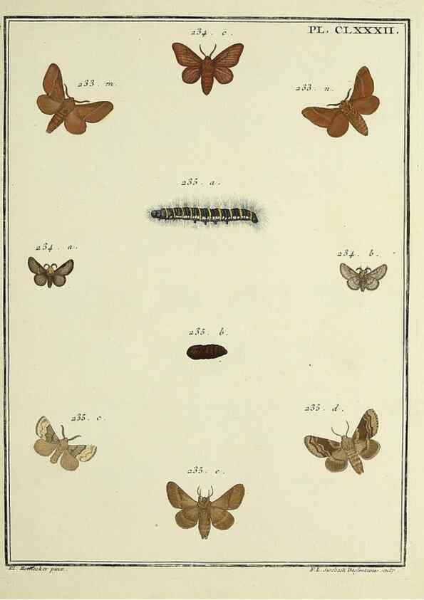 Reproducción/Reproduction 35053526673: Papillons d'Europe, peints d'après nature /. A Paris :Chez P.M. Delaguette, imprimeur-libraire ... ;1779-1792 [i.e. 1793]