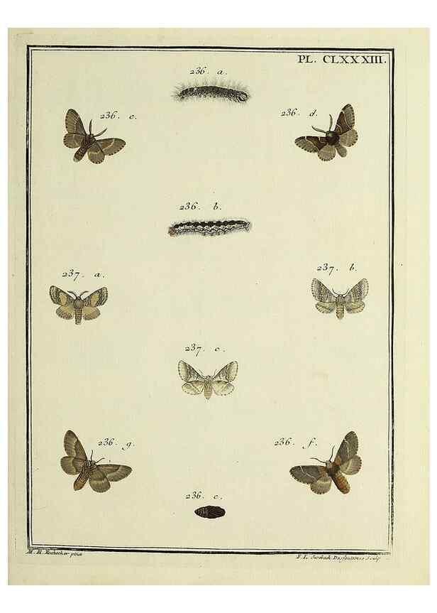 Reproducción/Reproduction 35053530363: Papillons d'Europe, peints d'après nature /. A Paris :Chez P.M. Delaguette, imprimeur-libraire ... ;1779-1792 [i.e. 1793]