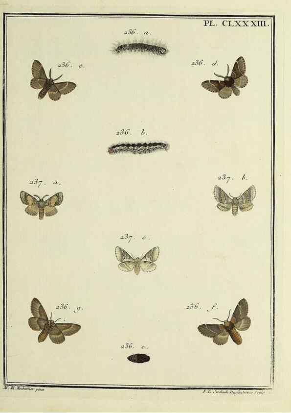 Reproducción/Reproduction 35053530363: Papillons d'Europe, peints d'après nature /. A Paris :Chez P.M. Delaguette, imprimeur-libraire ... ;1779-1792 [i.e. 1793]