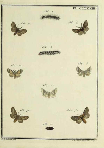 Reproducción/Reproduction 35053530363: Papillons d'Europe, peints d'après nature /. A Paris :Chez P.M. Delaguette, imprimeur-libraire ... ;1779-1792 [i.e. 1793]