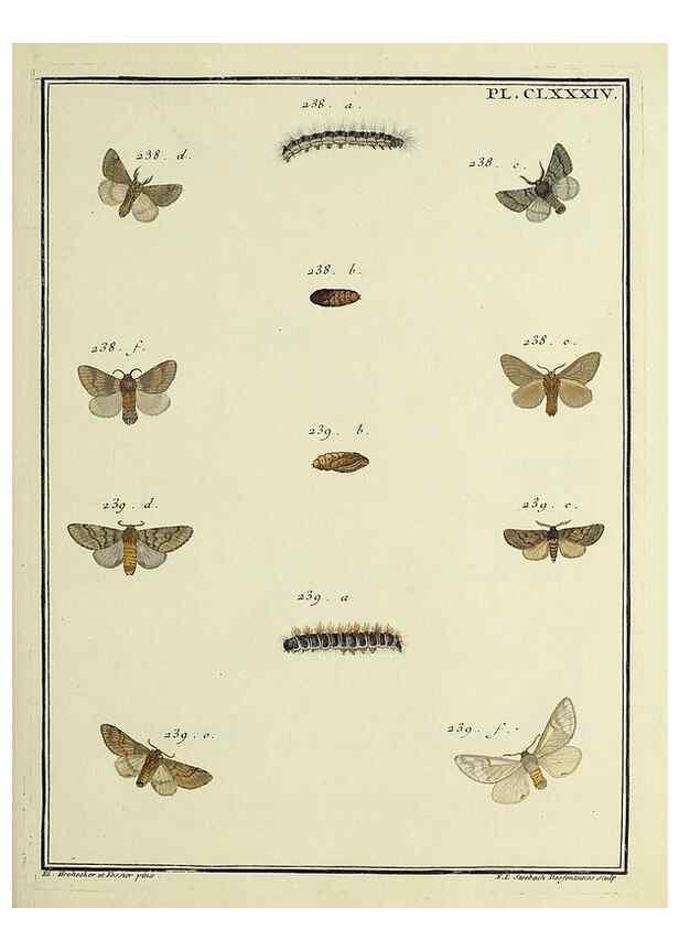 Reproducción/Reproduction 35053532373: Papillons d'Europe, peints d'après nature /. A Paris :Chez P.M. Delaguette, imprimeur-libraire ... ;1779-1792 [i.e. 1793]