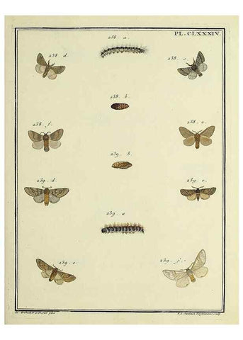 Reproducción/Reproduction 35053532373: Papillons d'Europe, peints d'après nature /. A Paris :Chez P.M. Delaguette, imprimeur-libraire ... ;1779-1792 [i.e. 1793]