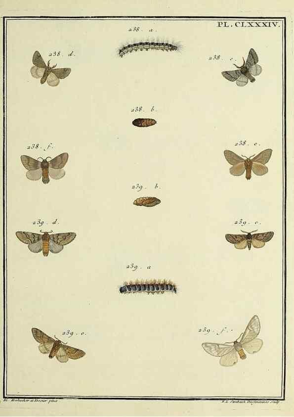 Reproducción/Reproduction 35053532373: Papillons d'Europe, peints d'après nature /. A Paris :Chez P.M. Delaguette, imprimeur-libraire ... ;1779-1792 [i.e. 1793]