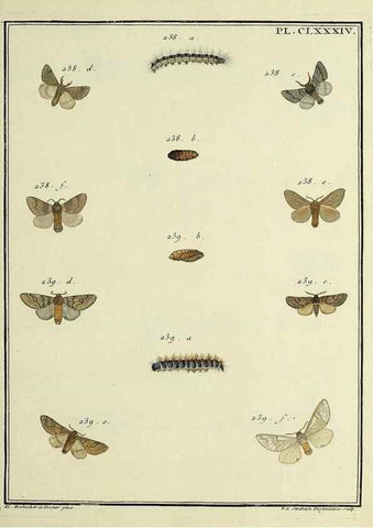 Reproducción/Reproduction 35053532373: Papillons d'Europe, peints d'après nature /. A Paris :Chez P.M. Delaguette, imprimeur-libraire ... ;1779-1792 [i.e. 1793]