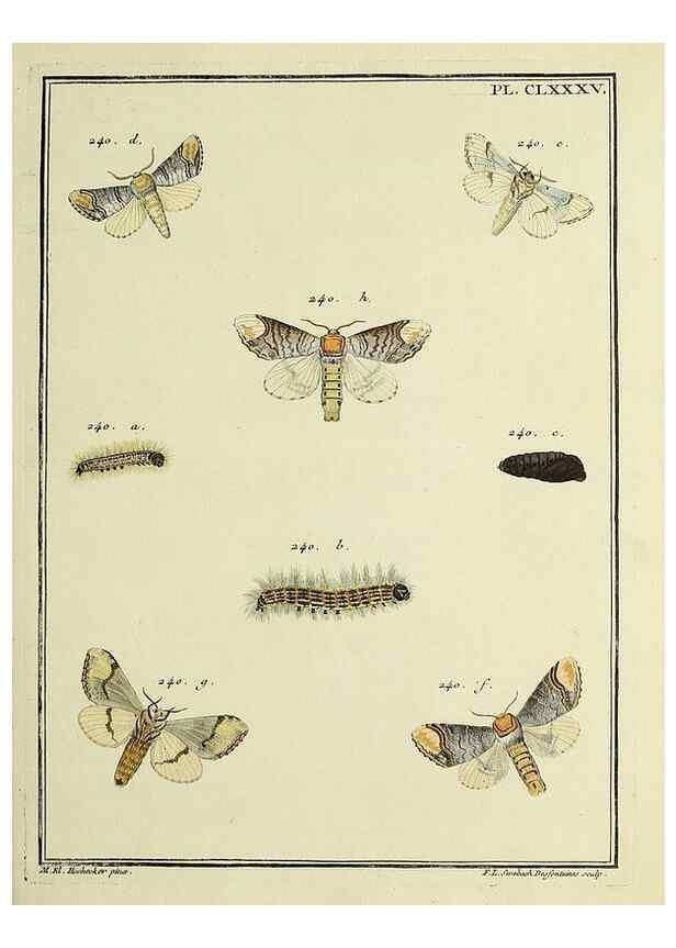 Reproducción/Reproduction 35053534383: Papillons d'Europe, peints d'après nature /. A Paris :Chez P.M. Delaguette, imprimeur-libraire ... ;1779-1792 [i.e. 1793]