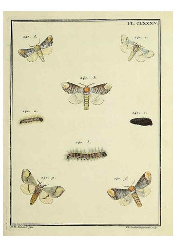 Reproducción/Reproduction 35053534383: Papillons d'Europe, peints d'après nature /. A Paris :Chez P.M. Delaguette, imprimeur-libraire ... ;1779-1792 [i.e. 1793]