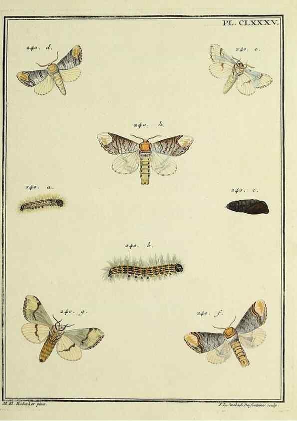 Reproducción/Reproduction 35053534383: Papillons d'Europe, peints d'après nature /. A Paris :Chez P.M. Delaguette, imprimeur-libraire ... ;1779-1792 [i.e. 1793]