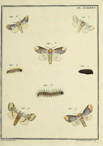 Reproducción/Reproduction 35053534383: Papillons d'Europe, peints d'après nature /. A Paris :Chez P.M. Delaguette, imprimeur-libraire ... ;1779-1792 [i.e. 1793]