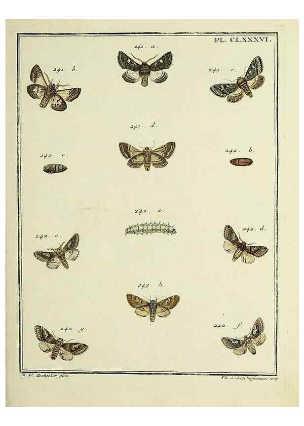 Reproducción/Reproduction 35053536363: Papillons d'Europe, peints d'après nature /. A Paris :Chez P.M. Delaguette, imprimeur-libraire ... ;1779-1792 [i.e. 1793]