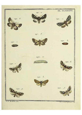 Reproducción/Reproduction 35053536363: Papillons d'Europe, peints d'après nature /. A Paris :Chez P.M. Delaguette, imprimeur-libraire ... ;1779-1792 [i.e. 1793]