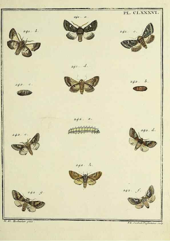Reproducción/Reproduction 35053536363: Papillons d'Europe, peints d'après nature /. A Paris :Chez P.M. Delaguette, imprimeur-libraire ... ;1779-1792 [i.e. 1793]