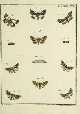 Reproducción/Reproduction 35053536363: Papillons d'Europe, peints d'après nature /. A Paris :Chez P.M. Delaguette, imprimeur-libraire ... ;1779-1792 [i.e. 1793]