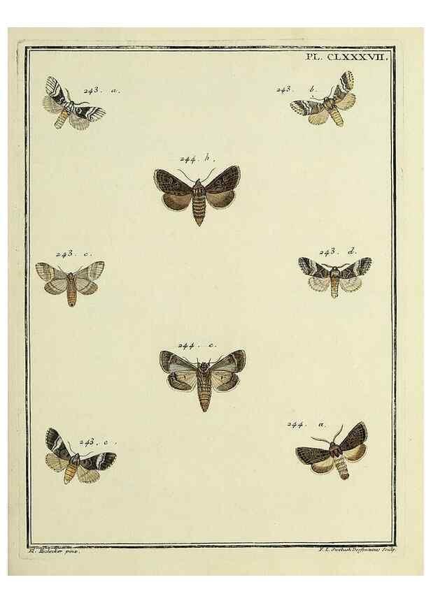 Reproducción/Reproduction 35053538343: Papillons d'Europe, peints d'après nature /. A Paris :Chez P.M. Delaguette, imprimeur-libraire ... ;1779-1792 [i.e. 1793]