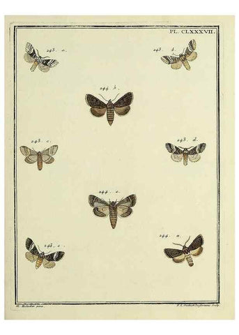 Reproducción/Reproduction 35053538343: Papillons d'Europe, peints d'après nature /. A Paris :Chez P.M. Delaguette, imprimeur-libraire ... ;1779-1792 [i.e. 1793]