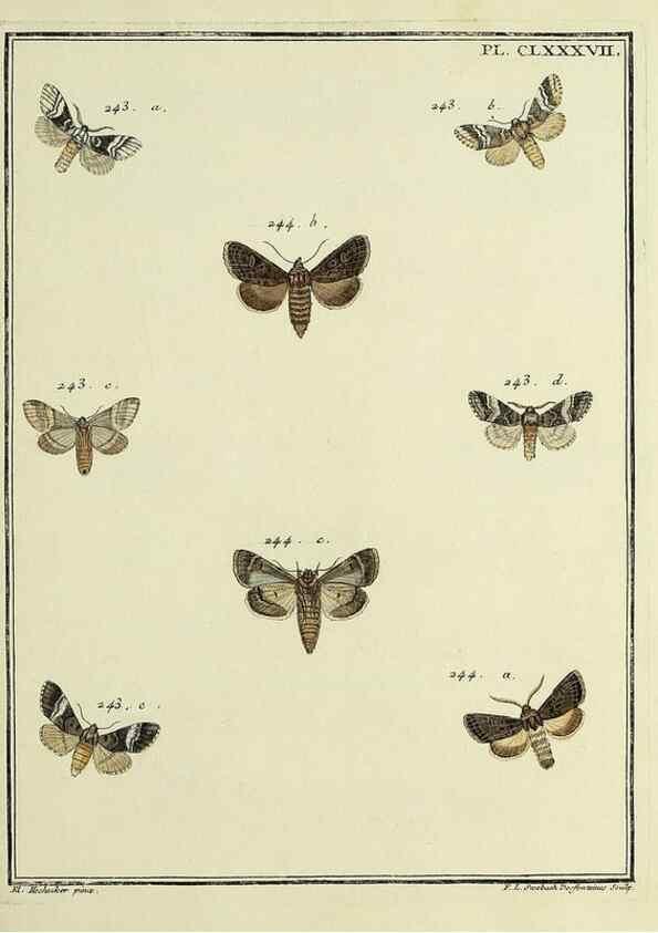 Reproducción/Reproduction 35053538343: Papillons d'Europe, peints d'après nature /. A Paris :Chez P.M. Delaguette, imprimeur-libraire ... ;1779-1792 [i.e. 1793]