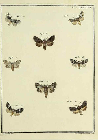 Reproducción/Reproduction 35053538343: Papillons d'Europe, peints d'après nature /. A Paris :Chez P.M. Delaguette, imprimeur-libraire ... ;1779-1792 [i.e. 1793]