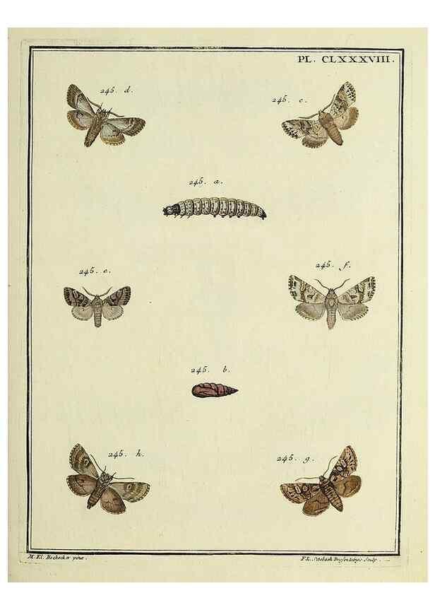 Reproducción/Reproduction 35053540473: Papillons d'Europe, peints d'après nature /. A Paris :Chez P.M. Delaguette, imprimeur-libraire ... ;1779-1792 [i.e. 1793]